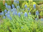 Blumen aus Garten des Parkhotels Pruhonice
