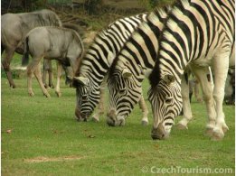 ZOO Prag