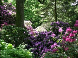 Rhododendrony