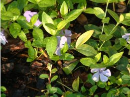 Blumen aus Garten des Parkhotels Pruhonice