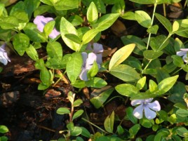 Blumen aus Garten des Parkhotels Pruhonice